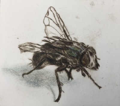 Etsen/D108_Astrid_Vredegoor_Fly___2020_colored_drypoint__-_kopie